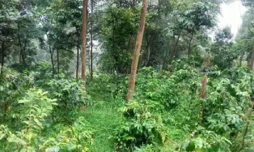 Kalimpong में कॉफी ब्रांडिंग की महक, राज्य सरकार की पहल पर ध्यान केंद्रित