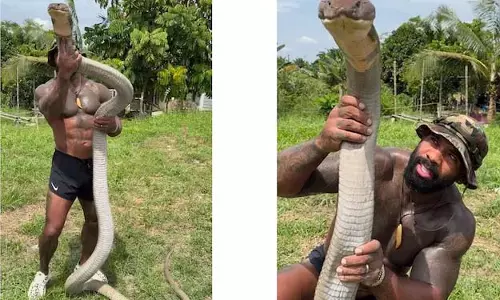 शख्स ने हाथों से पकड़ा विशाल किंग कोबरा, देखें VIDEO