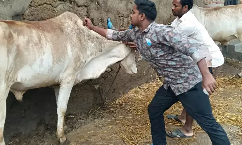 तीन दिन में 1438 पशुओं का किया गया टीकाकरण