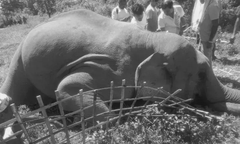 Assam:  डिगबोई जंगल में एक वयस्क जंगली हाथी मृत पाया गया