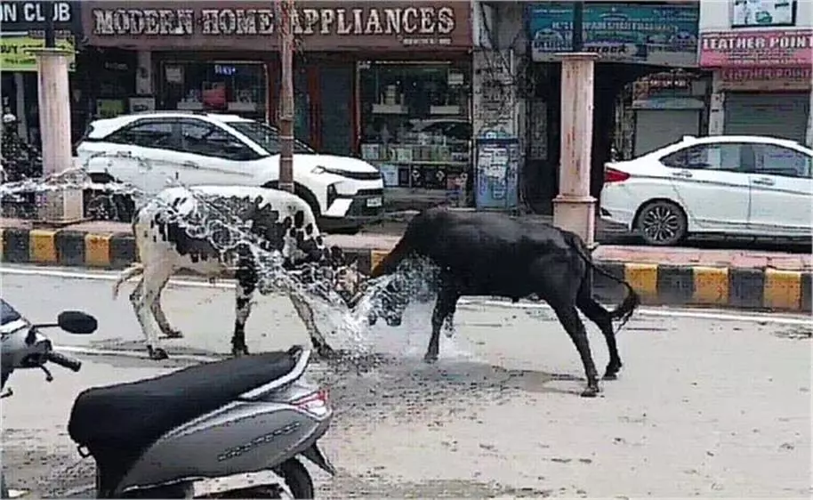 Haryana: बाजार में खुलेआम घूम रही है मौत Haryana: बाजार में खुलेआम घूम रही है मौत