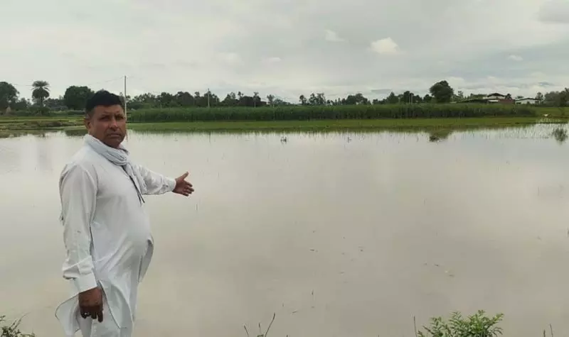 अंबाला में चावल के खेतों में पानी भरने से किसानों को नुकसान का सामना करना पड़ रहा है अंबाला में चावल के खेतों में पानी भरने से किसानों को नुकसान का सामना करना पड़ रहा है