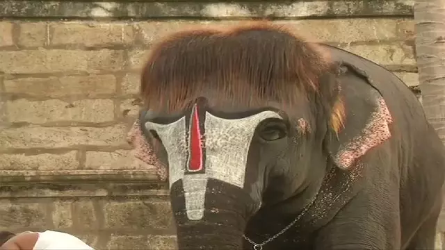राजगोपालस्वामी मंदिर के हाथी को बॉब कट, Social media पर चर्चा राजगोपालस्वामी मंदिर के हाथी को बॉब कट, Social media पर चर्चा