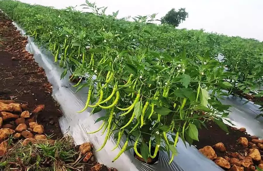Karnataka : एक स्नातक किसान के लिए मीठी मिर्च Karnataka : एक स्नातक किसान के लिए मीठी मिर्च