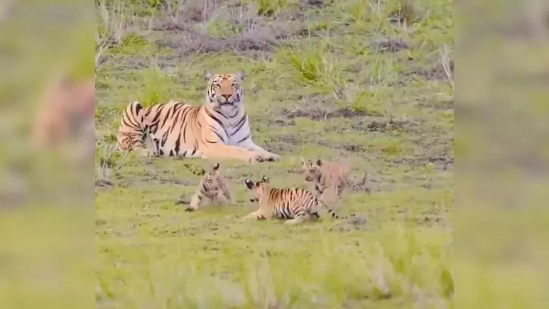 जंगल में बाघ के शावकों ने दिखाई मस्ती, यहां देखे Video जंगल में बाघ के शावकों ने दिखाई मस्ती, यहां देखे Video