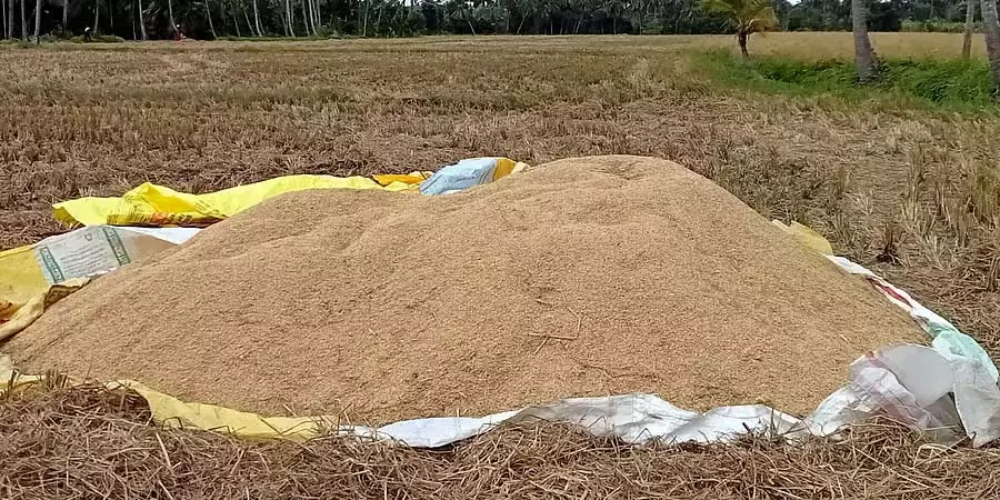 Karnataka : खेत में खराब हो रहा है चावल Karnataka : खेत में खराब हो रहा है चावल