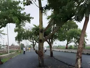 Bihar : नए हाईवे के बीच खड़े पेड़ बने खतरा, वायरल वीडियो ने उठाए सवाल Bihar : नए हाईवे के बीच खड़े पेड़ बने खतरा, वायरल वीडियो ने उठाए सवाल