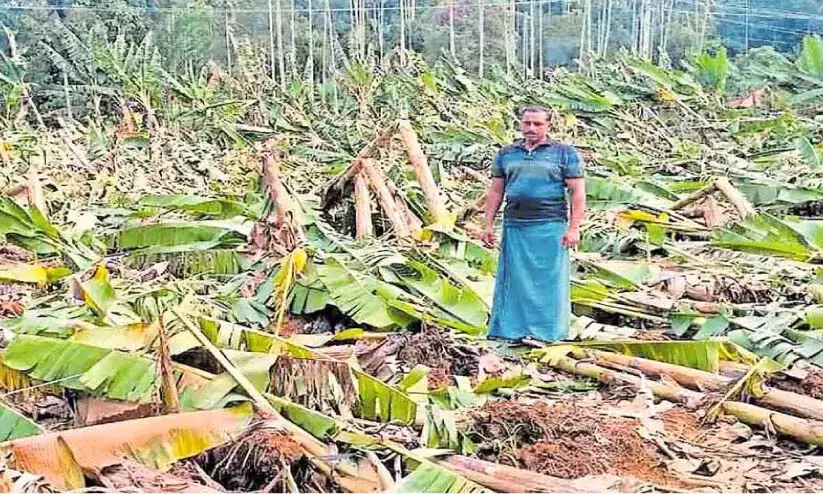 Kerala ; जिले में 395 हेक्टेयर फसल नष्ट Kerala ; जिले में 395 हेक्टेयर फसल नष्ट