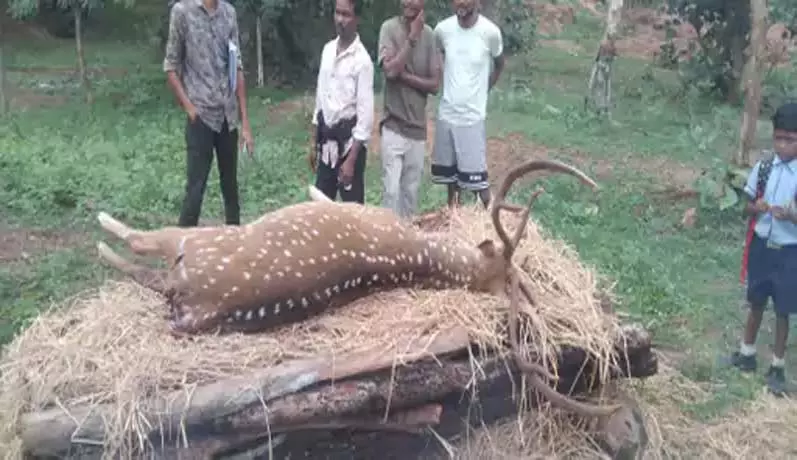 बालोद में हिरण की दर्दनाक मौत: कुत्तों के झुंड ने गांव में घेरकर मार डाला बालोद में हिरण की दर्दनाक मौत: कुत्तों के झुंड ने गांव में घेरकर मार डाला