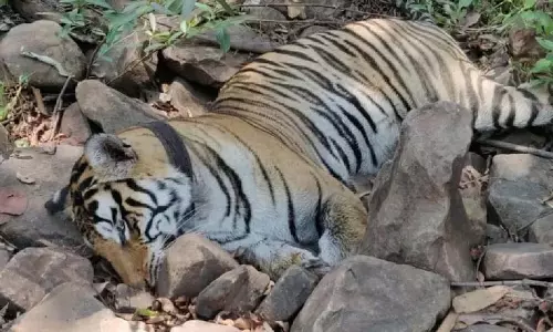 वन अफसर नपे बाघों की मौत मामले में, राज्य सरकार की बड़ी कार्रवाई वन अफसर नपे बाघों की मौत मामले में, राज्य सरकार की बड़ी कार्रवाई