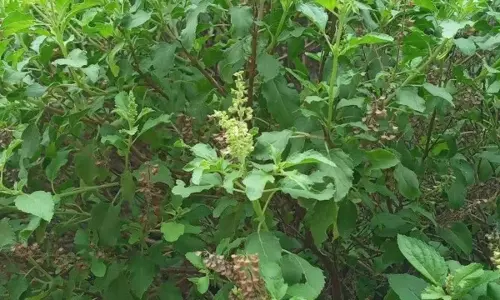 Tulsi Plant in Sawan : सावन में तुलसी लगाने से दूर होंगी सभी बाधाएं, मिलेगा मां लक्ष्मी और भोलेनाथ का आशीर्वाद Tulsi Plant in Sawan : सावन में तुलसी लगाने से दूर होंगी सभी बाधाएं, मिलेगा मां लक्ष्मी और भोलेनाथ का आशीर्वाद