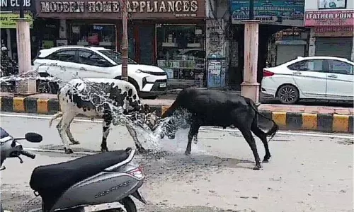 Haryana: बाजार  में खुलेआम घूम रही है मौत