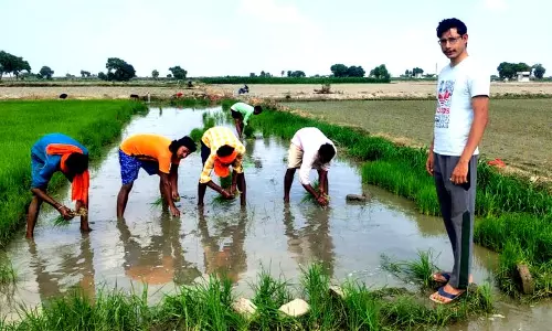 झज्जर जिले ने धान की खेती को अपनाया, कपास की खेती से मुंह मोड़ा झज्जर जिले ने धान की खेती को अपनाया, कपास की खेती से मुंह मोड़ा