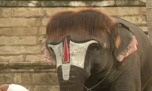 राजगोपालस्वामी मंदिर के हाथी को बॉब कट, Social media पर चर्चा
