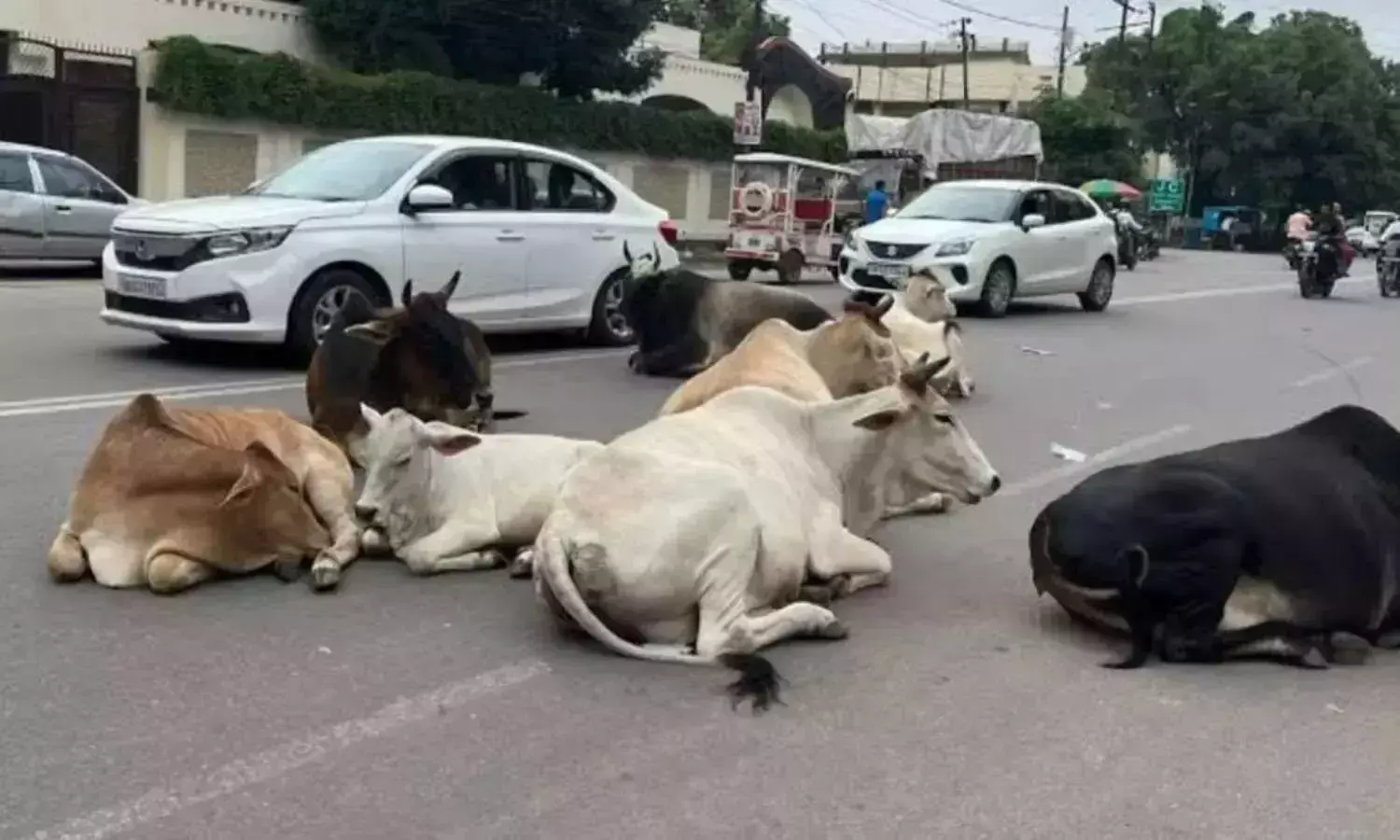 Barwadih: आवारा पशुओं के जमावड़े से केड़ चार मुहान चौक पर हादसे का डर Barwadih: आवारा पशुओं के जमावड़े से केड़ चार मुहान चौक पर हादसे का डर
