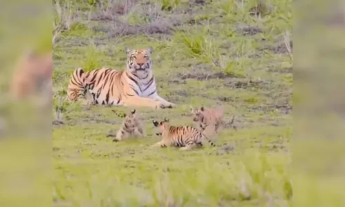 जंगल में बाघ के शावकों ने दिखाई मस्ती, यहां देखे Video जंगल में बाघ के शावकों ने दिखाई मस्ती, यहां देखे Video