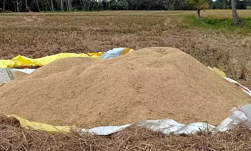 Karnataka : खेत में खराब हो रहा है चावल Karnataka : खेत में खराब हो रहा है चावल