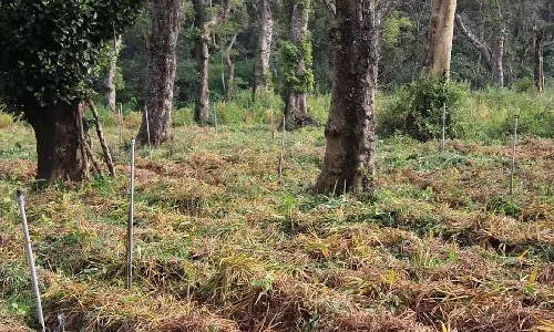 Karnataka : अदरक की फसल अग्निजन्य क्षति से प्रभावित