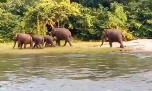 Kerala : जंगली हाथियों के एक झुंड ने अट्टापडी में फसलों को नष्ट कर दिया