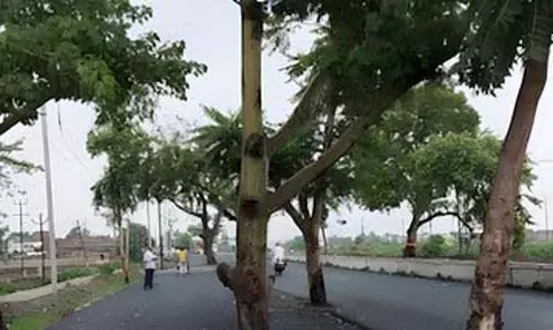Bihar : नए हाईवे के बीच खड़े पेड़ बने खतरा, वायरल वीडियो ने उठाए सवाल