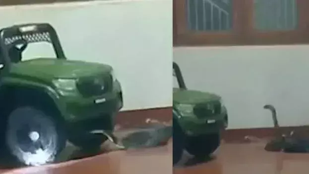 Kerala: कन्नूर में बच्चे के खिलौने के नीचे किंग कोबरा; बाल-बाल बचा परिवार Kerala: कन्नूर में बच्चे के खिलौने के नीचे किंग कोबरा; बाल-बाल बचा परिवार