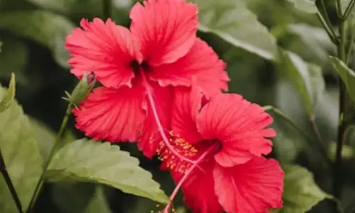 Vastu Shastra South Direction Plants : जानिए घर की दक्षिण दिशा में कौन से पौधे लगाना शुभ होता है