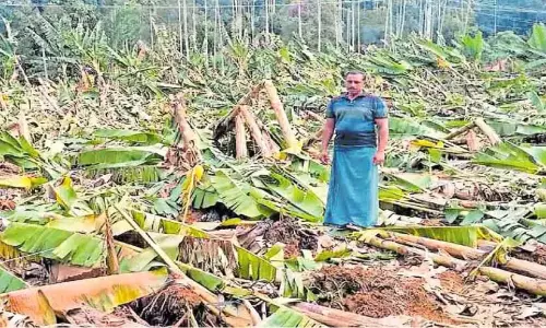 Kerala ; जिले में 395 हेक्टेयर फसल नष्ट Kerala ; जिले में 395 हेक्टेयर फसल नष्ट