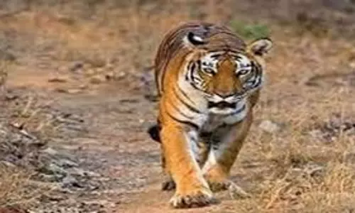 MP News: शौच के लिए गए युवक पर तेंदुए ने अचानक किया हमला