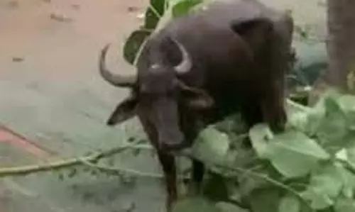 Kerala : कासरगोड में भैंसों का उत्पात Kerala : कासरगोड में भैंसों का उत्पात