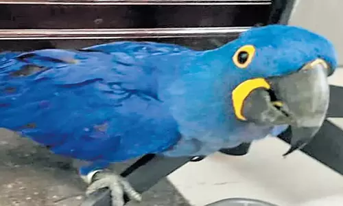 बैंकॉक से तस्करी कर लाए गए छह विदेशी जानवरों को कोच्चि हवाई अड्डे पर जब्त किया बैंकॉक से तस्करी कर लाए गए छह विदेशी जानवरों को कोच्चि हवाई अड्डे पर जब्त किया