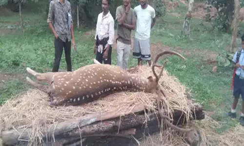 बालोद में हिरण की दर्दनाक मौत: कुत्तों के झुंड ने गांव में घेरकर मार डाला बालोद में हिरण की दर्दनाक मौत: कुत्तों के झुंड ने गांव में घेरकर मार डाला