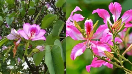 जोड़ों के दर्द से थायराइड तक, कचनार के अद्भुत फायदे! जोड़ों के दर्द से थायराइड तक, कचनार के अद्भुत फायदे!