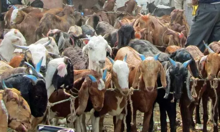 Telangana मंदिर में बकरे की बलि के खिलाफ मामला Telangana मंदिर में बकरे की बलि के खिलाफ मामला