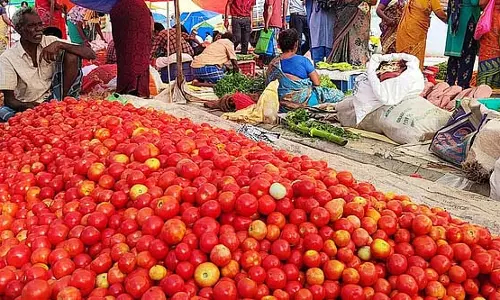 टमाटर की कीमतों में तेजी से उछाल: 50 रुपये प्रति किलो बिक रहा टमाटर टमाटर की कीमतों में तेजी से उछाल: 50 रुपये प्रति किलो बिक रहा टमाटर