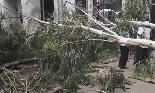 नगर निगम कार्यालय के सामने पेड़ गिरने से दो कर्मचारियों की मौत