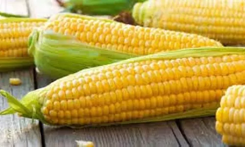 मक्का: स्वादिष्ट मक्का स्वास्थ्य के लिए बहुत फायदेमंद है