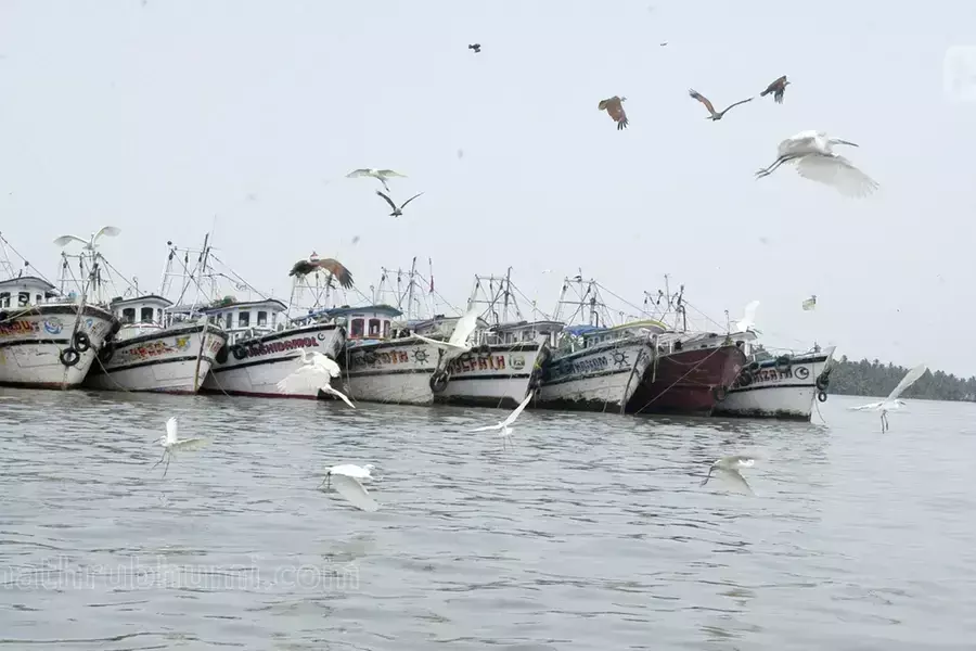 Kerala और तमिलनाडु की छोटी नावों को झटका अत्यधिक मछली पकड़ने की आशंका बढ़ी Kerala और तमिलनाडु की छोटी नावों को झटका अत्यधिक मछली पकड़ने की आशंका बढ़ी