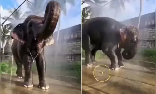 छुटकू-सा मेंढक देख डर गया विशाल हाथी, देखें मजेदार VIDEO