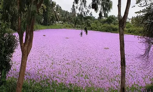 आकर्षक लैवेंडर फूल: पर्यावरणविद तावरकेरे झील के प्रदूषित होने से चिंतित हैं