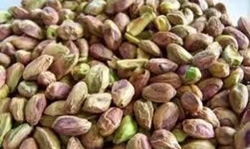 Health Tips: पोषक तत्वों से भरपूर है पिस्ता, जानें इसके सेवन से हमें किस तरह के फायदे मिलते हैं Health Tips: पोषक तत्वों से भरपूर है पिस्ता, जानें इसके सेवन से हमें किस तरह के फायदे मिलते हैं