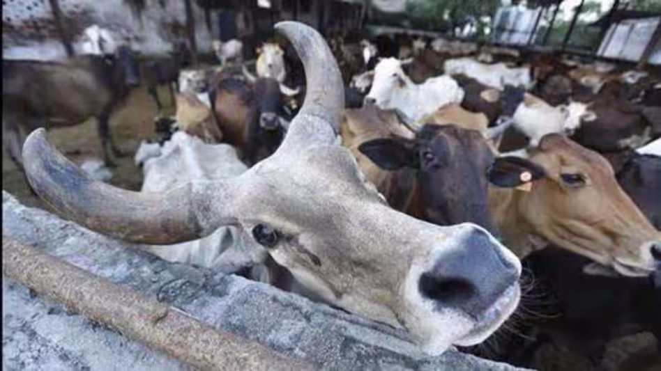 Assam में अवैध मवेशी वध और गोमांस बेचने के आरोप में 133 लोग गिरफ्तार