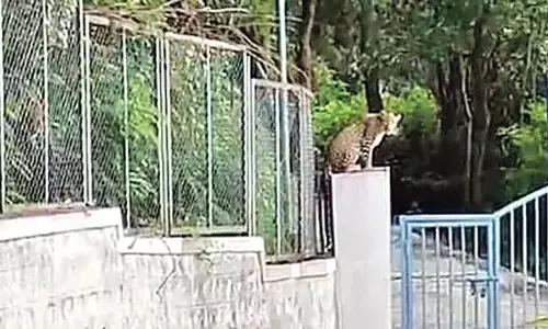 Tirumala: अन्नामय्या बिल्डिंग के पीछे एक तेंदुए ने हड़कंप मचा दिया Tirumala: अन्नामय्या बिल्डिंग के पीछे एक तेंदुए ने हड़कंप मचा दिया