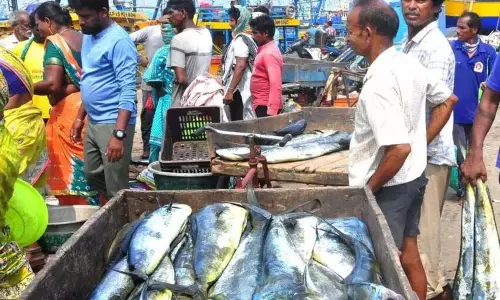जुलाई-अगस्त में SRSP में बड़ी मछलियाँ पकड़ने पर प्रतिबंध