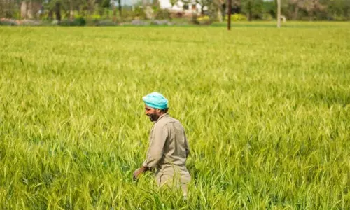 24 मिलियन भारतीय किसानों को कीमतों में गिरावट का खतरा