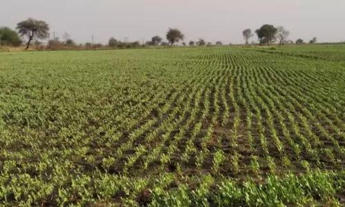 Haryana: मूंग खरीद की अंतिम तारीख बढ़ाकर किसानों को सरकार का तोहफा Haryana: मूंग खरीद की अंतिम तारीख बढ़ाकर किसानों को सरकार का तोहफा