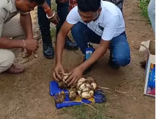 अजगर ने खेत में 14 अंडे दिए, वन विभाग ने निगरानी में रखा अजगर ने खेत में 14 अंडे दिए, वन विभाग ने निगरानी में रखा