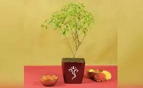 Devshayani Ekadashi: देवशयनी एकादशी पर करें तुलसी के ये 3 उपाय, भगवान विष्णु देंगे सुख-समृद्धि का आशीर्वाद Devshayani Ekadashi: देवशयनी एकादशी पर करें तुलसी के ये 3 उपाय, भगवान विष्णु देंगे सुख-समृद्धि का आशीर्वाद