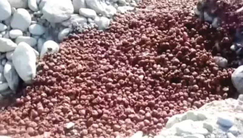 शोपियां में सेब की डंपिंग से स्वास्थ्य और पर्यावरण को खतरा शोपियां में सेब की डंपिंग से स्वास्थ्य और पर्यावरण को खतरा