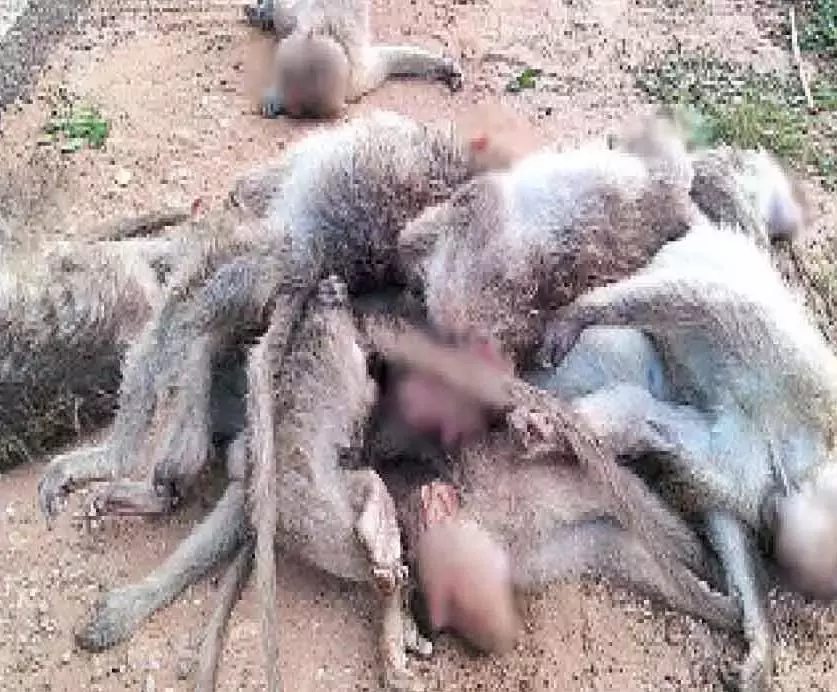 Karnataka: गुंडलूपेट में 20 से अधिक बोनट मकाक मृत पाए गए Karnataka: गुंडलूपेट में 20 से अधिक बोनट मकाक मृत पाए गए