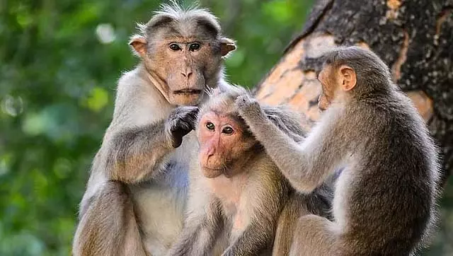 Bandipur : टाइगर रिजर्व में बाघों के हमले के बाद 20 बंदरों की मौत Bandipur : टाइगर रिजर्व में बाघों के हमले के बाद 20 बंदरों की मौत